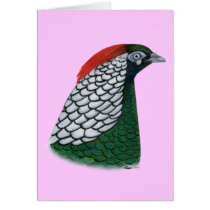 Pheasant: Lady Amherst Head