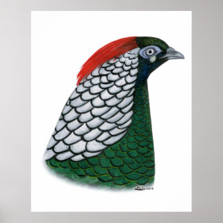 Pheasant: Lady Amherst Head Poster