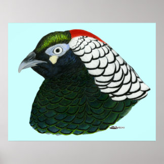 Pheasant: Lady Amherst Rooster Poster
