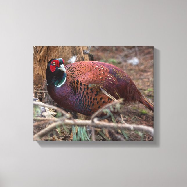 Pheasant nature photography picture canvas print (Front)