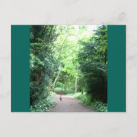 Pheasant on Woodland Path Photo Postcard