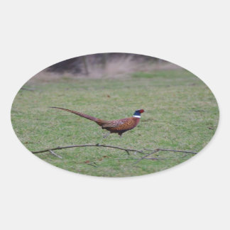 Pheasant Oval Sticker