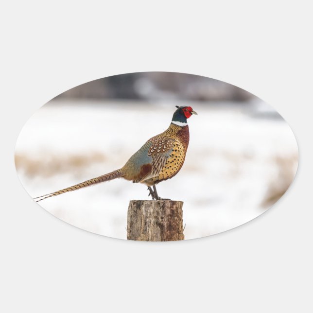 Pheasant Oval Sticker (Front)