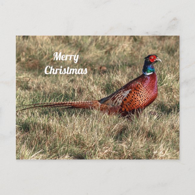 Pheasant Photo Christmas Postcard (Front)