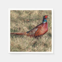 Pheasant Photo