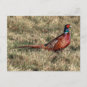 Pheasant Photo Postcard