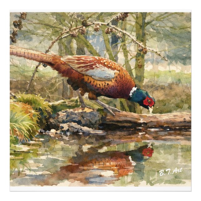 Pheasant  photo print (Front)