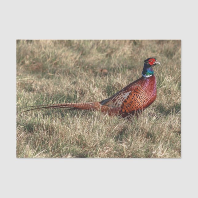 Pheasant Photo Tissue Paper (Front)
