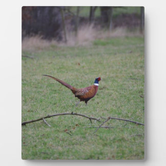 Pheasant Plaque