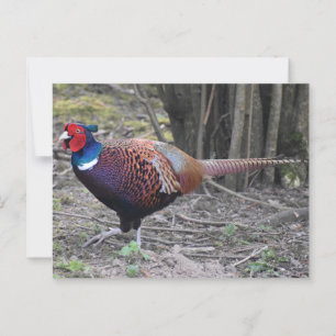 Pheasant postcard