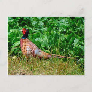 Pheasant postcard