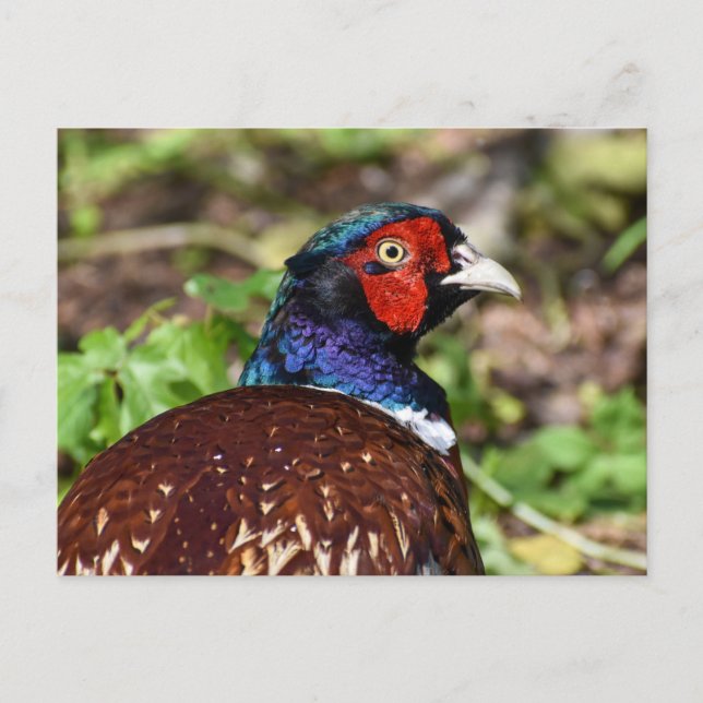 Pheasant  postcard (Front)