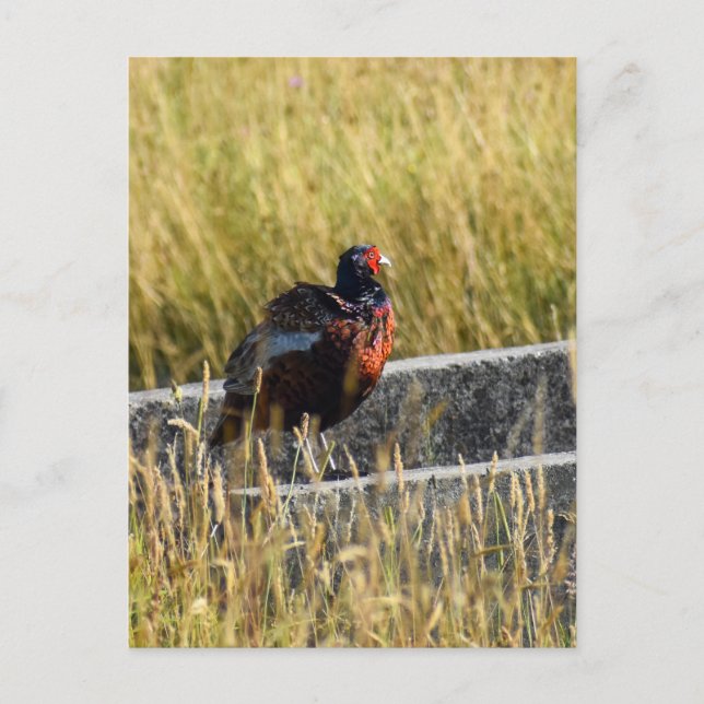 Pheasant  postcard (Front)