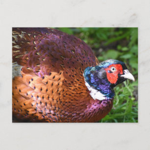 Pheasant  postcard