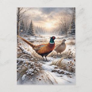 Pheasant postcard