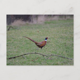 Pheasant Postcard