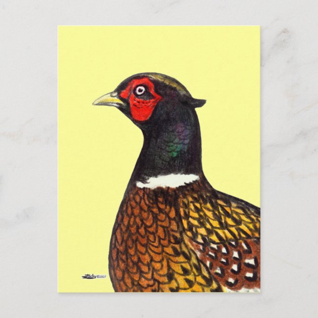 Pheasant:  Ringneck Head Postcard (Front)