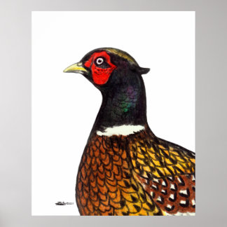 Pheasant: Ringneck Head Poster