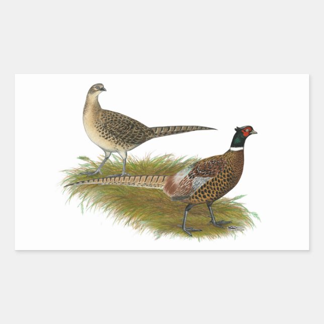 Pheasant:  Ringneck Pair Rectangular Sticker (Front)