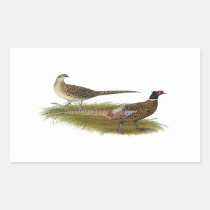 Pheasant:  Ringneck Pair Rectangular Sticker