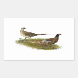 Pheasant: Ringneck Pair Rectangular Sticker