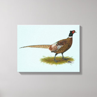 Pheasant Rooster Canvas Print