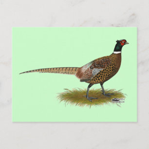 Pheasant Rooster Postcard