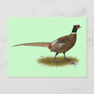Pheasant Rooster Postcard