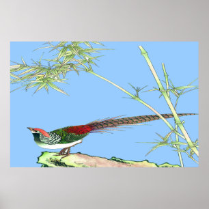 Pheasant Standing  poster Drawing 7