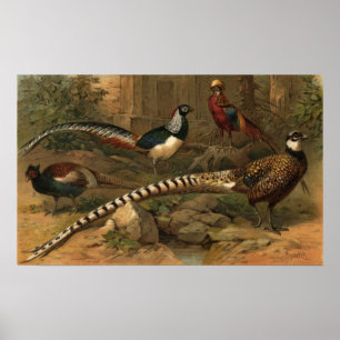 Pheasants Canvas Print