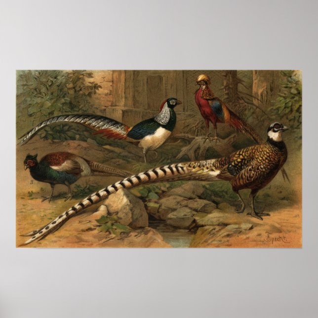 Pheasants Canvas Print (Front)