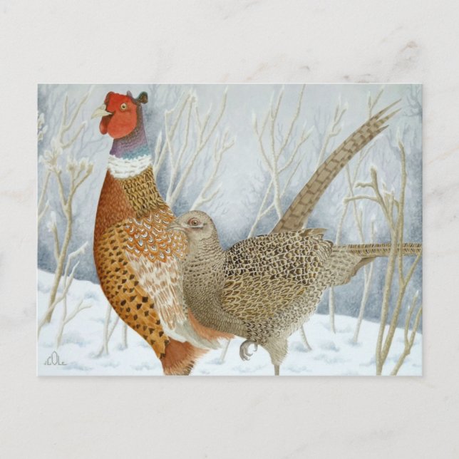 Pheasants in the snow postcard (Front)