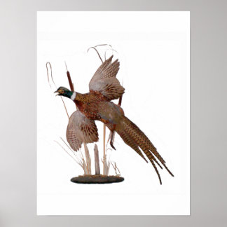 Pheasent Design Poster