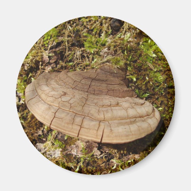 Phellinus igniarius Mushroom Magnet (Front)