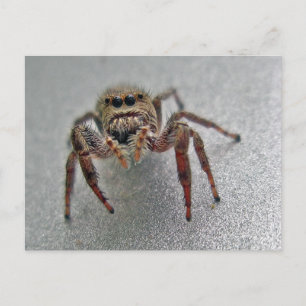 Phiddipus Jumping Spider Series Matching Items Postcard