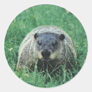 Phil Groundhog Classic Round Sticker