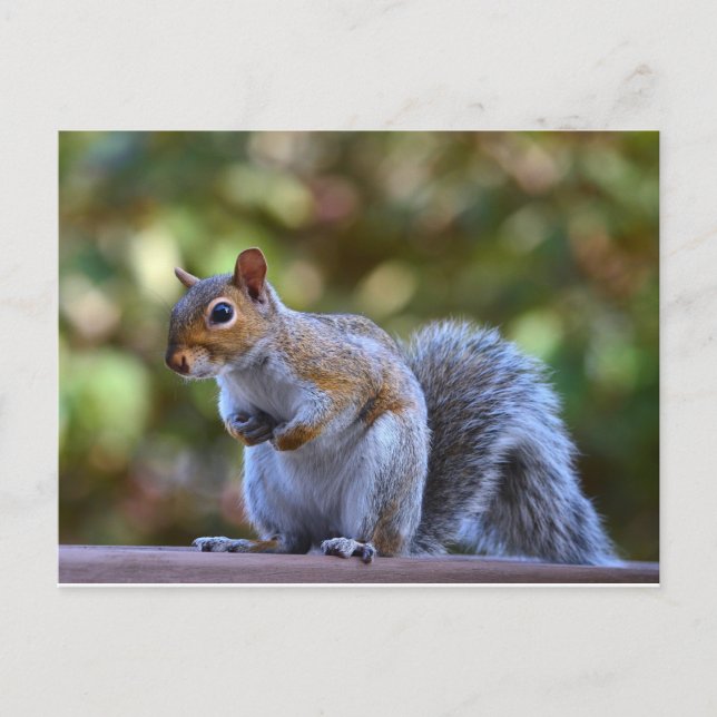 Philadelphia Grey Squirrel Postcard (Front)