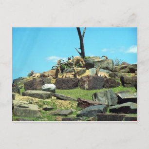Philadelphia Zoo Postcard