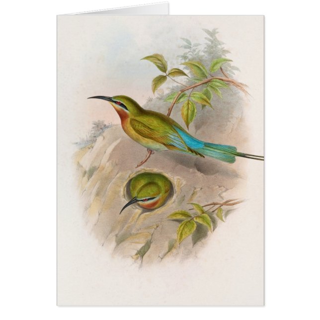 Philippine Bee-eater (1850-1883)  (Front)