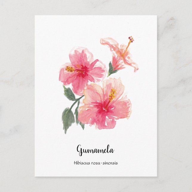 Philippine Gumamela Hibiscus Watercolor Poster Holiday Postcard (Front)