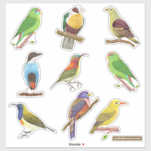 Philippine Native / Endemic Birds