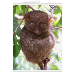 Philippine Tarsier