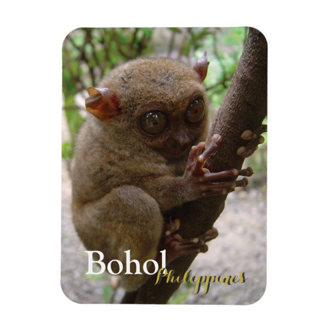 Philippine Tarsier from Bohol Magnet (Vertical)