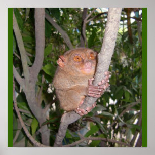 Philippine Tarsier Poster