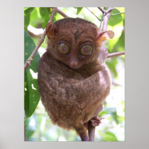 Philippine Tarsier Print