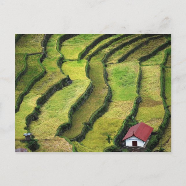 Philippines, Batad, elevated view of rice Postcard (Front)