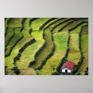 Philippines, Batad, elevated view of rice Poster