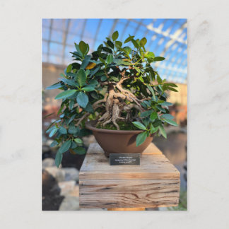 Phipps Conservatory Bonsai Tree Postcard