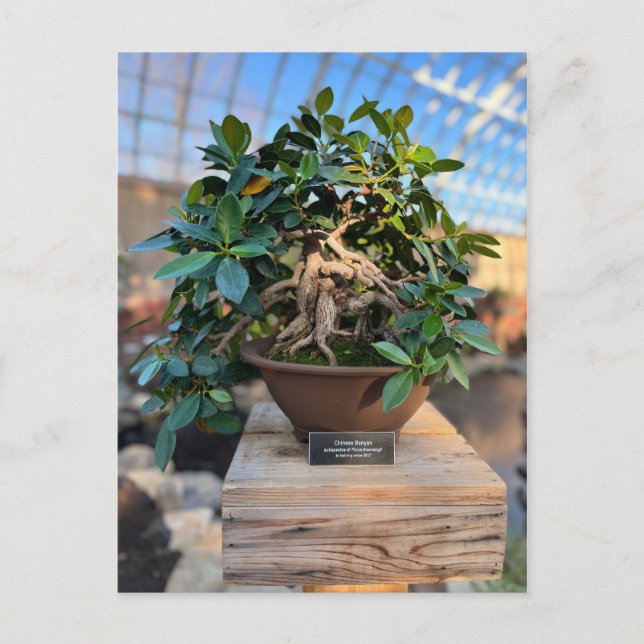 Phipps Conservatory Bonsai Tree Postcard (Front)