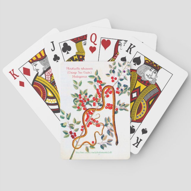 Phisalixella variabilis playing cards (Back)